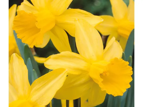 Narcissus 'Februari Gold'