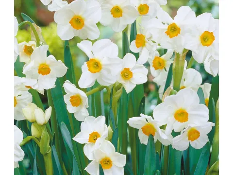 Narcissus 'Geranium'