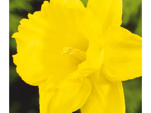 Narcissus 'Golden Harvest'