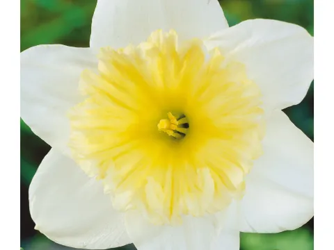 Narcissus 'Ice Follies'
