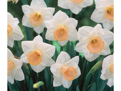 Narcissus 'Salome'