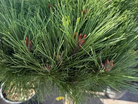 Pinus nigra 'Pierrick Brégeon'