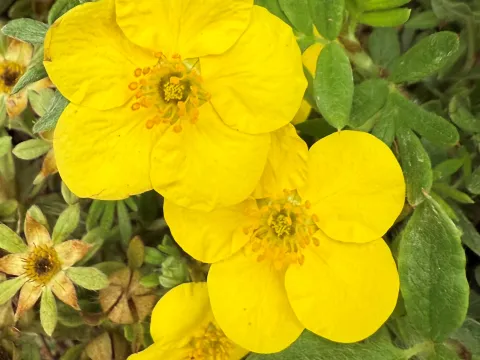 Potentilla fruticosa 'Kobold'