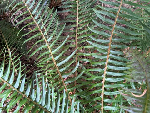 Polystichum munitum