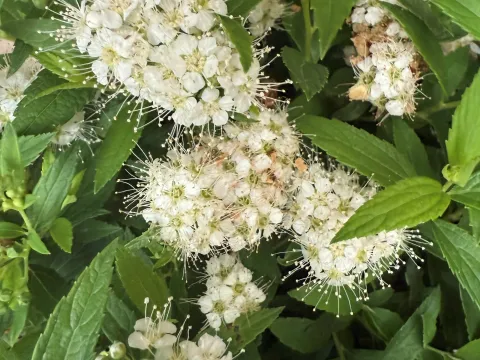 Spiraea japonica 'Albiflora'