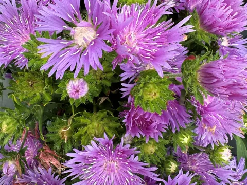 Stokesia laevis 'Mels Blue'