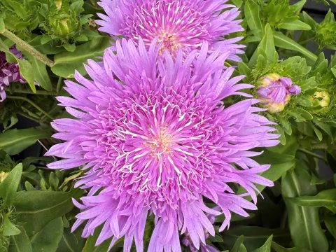 Stokesia laevis 'Purple Parasols'
