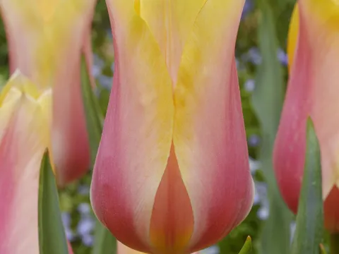 Tulipa 'Blushing Lady'