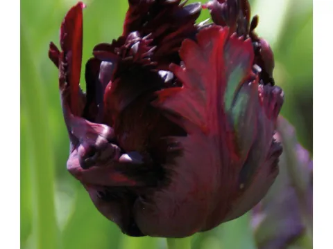 Tulipa 'Black Parrot'