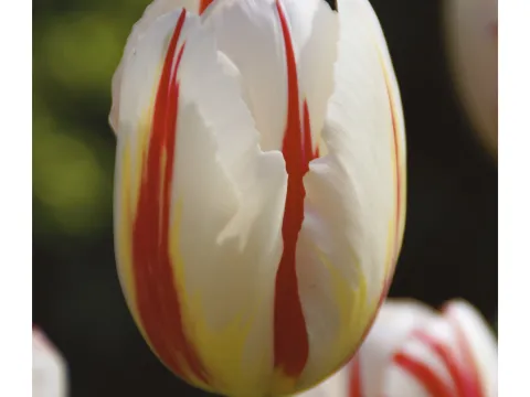 Tulipa 'Carnaval de Rio'