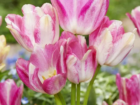 Tulipa 'Dream Club'