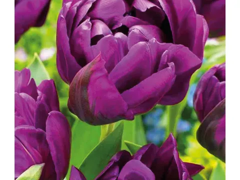 Tulipa 'Double Negrita'