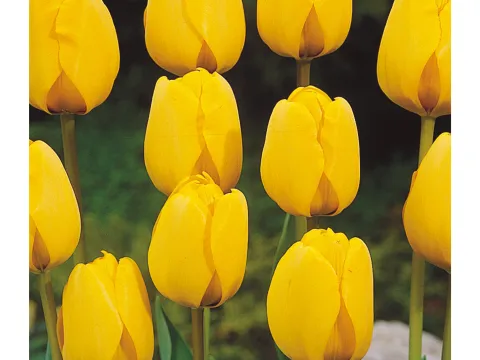 Tulipa 'Golden Apeldoorn'