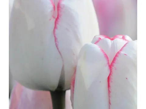 Tulipa 'Hugs and Kisses'