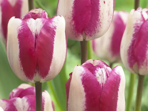 Tulipa 'Hot Pants'