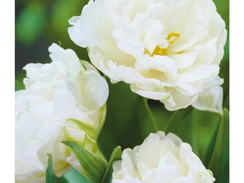 Tulipa 'Mount Tacoma'