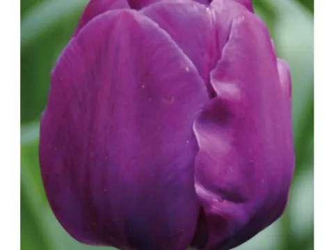 Tulipa 'Negrita'