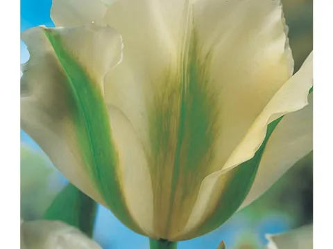 Tulipa 'Spring Green'