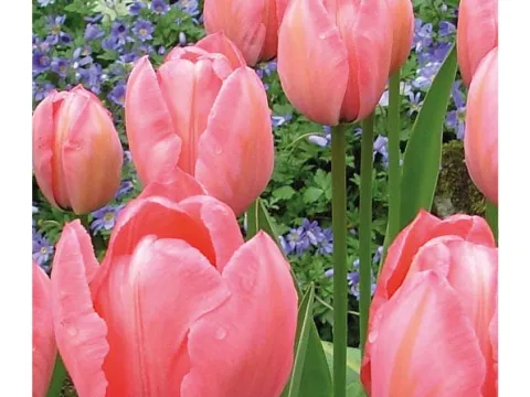 Tulipa 'Salmon Impression'
