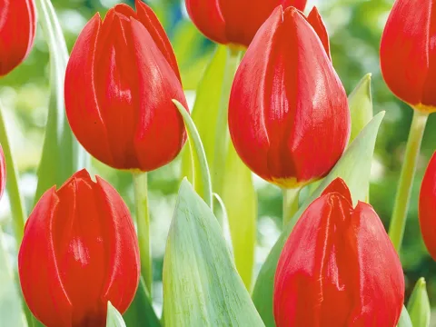 Tulipa 'Spot On'