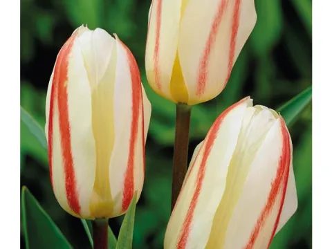 Tulipa 'White Fire'