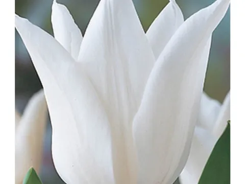 Tulipa 'White Triumphator'