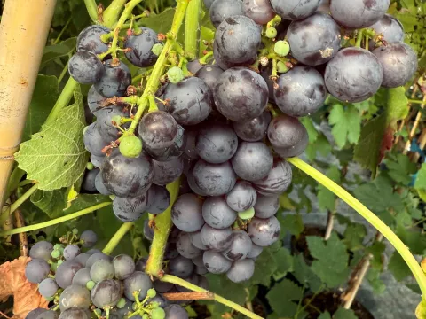 Vitis 'Boskoop Glorie'