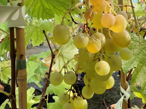 Vitis 'Rozowe Cudo'