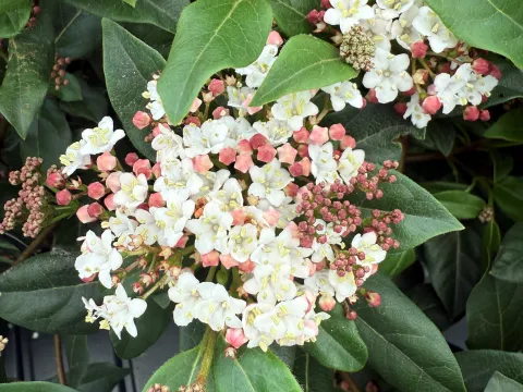 Viburnum tinus 'Gwenllian'