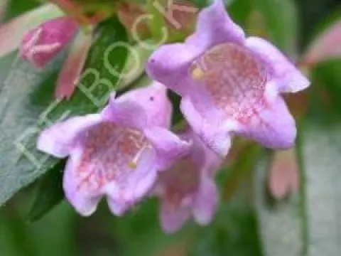 Abelia 'Edward Goucher'