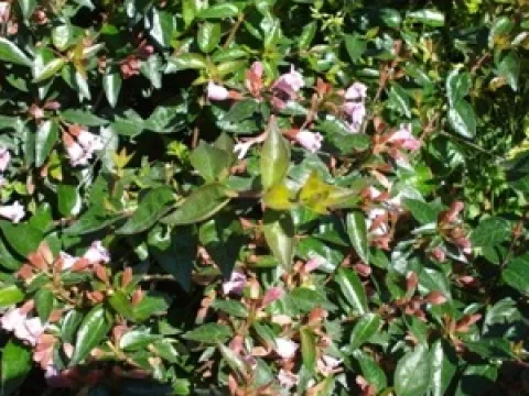 Abelia grandiflora