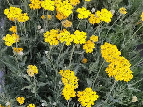Achillea 'Coronation Gold'