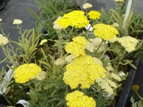 Achillea 'Taygetea'