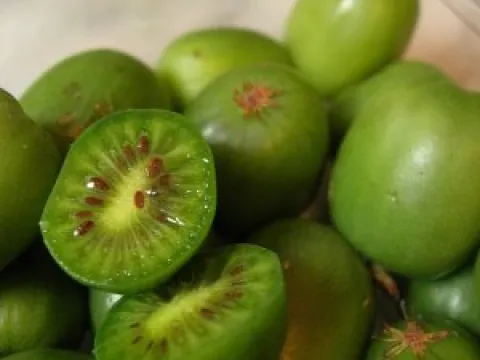 Actinidia arguta 'Issai'