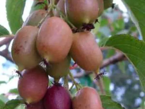 Actinidia arguta 'Ken's Red'