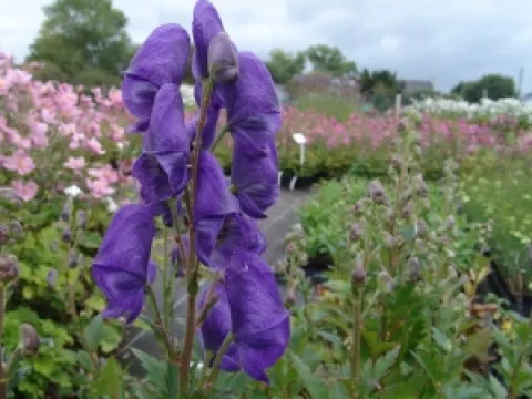 Aconitum carmichaelii 'Arendsii'