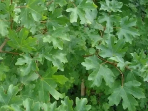 Acer campestre 'Elsrijk'