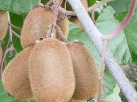 Actinidia chinensis 'Hayward'