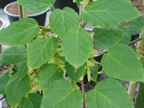 Acer davidii