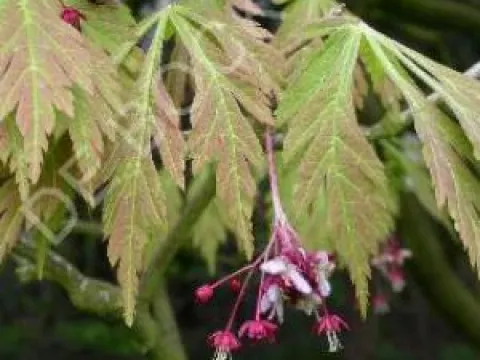 Acer japonicum 'Aconitifolium'
