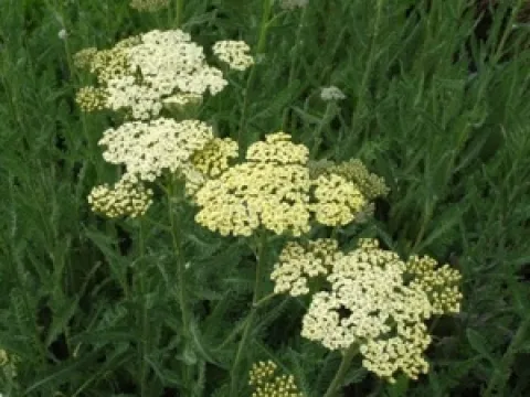 Achillea millefolium 'Alabaster'