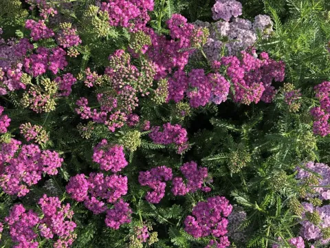 Achillea millefolium 'Apfelblüte'='Appleblossum'