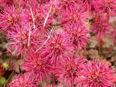 Acaena microphylla 'Kupferteppich'