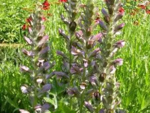 Acanthus mollis
