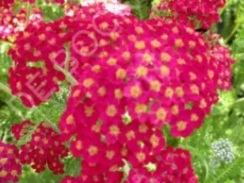 Achillea millefolium 'Paprika'
