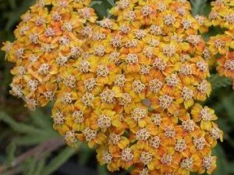 Achillea millefolium 'Terracotta'