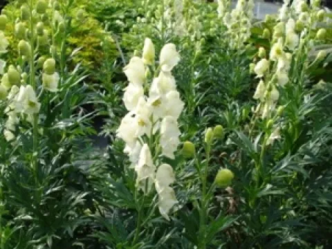 Aconitum napellus 'Album'