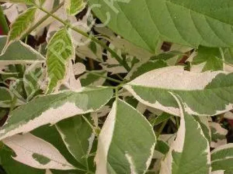 Acer negundo 'Flamingo'