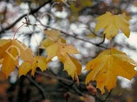 Acer pseudoplatanus