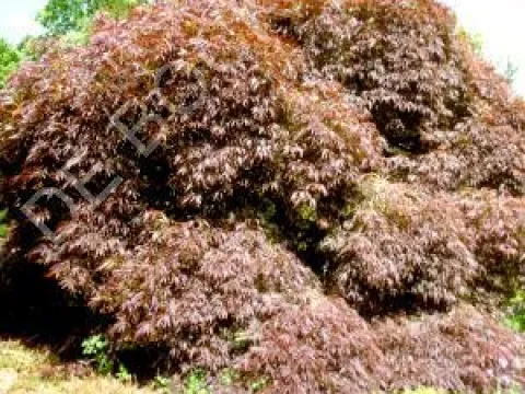 Acer palmatum 'Atropurpureum'